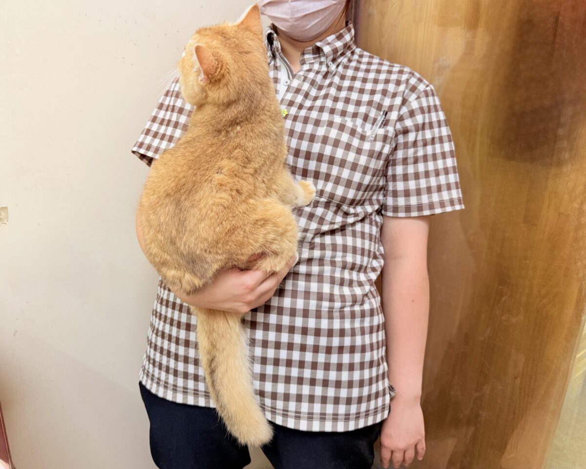 ブリティッシュショートヘア