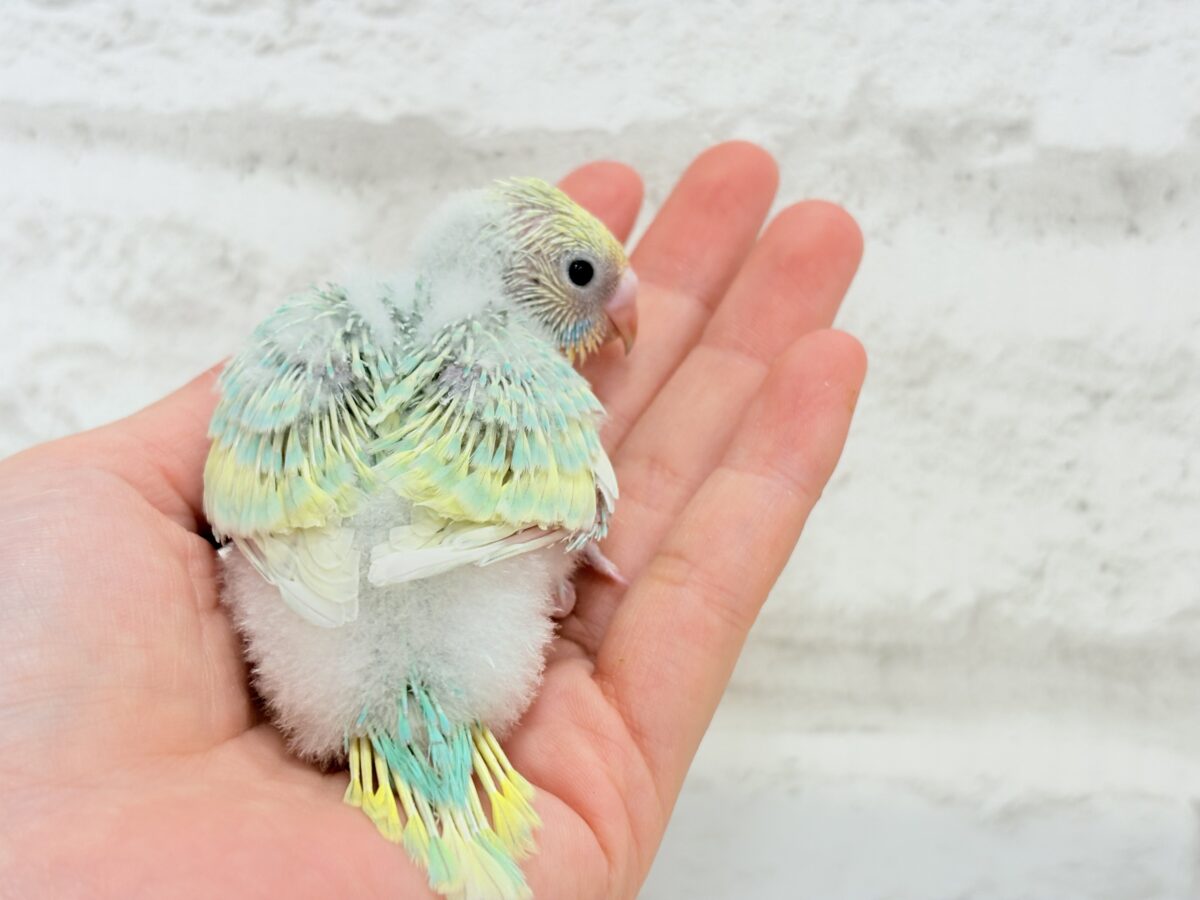 セキセイインコ
