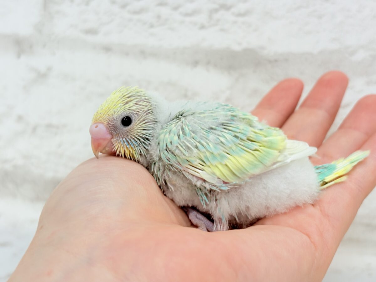 セキセイインコ