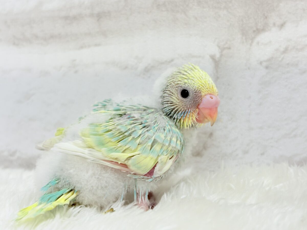 セキセイインコ