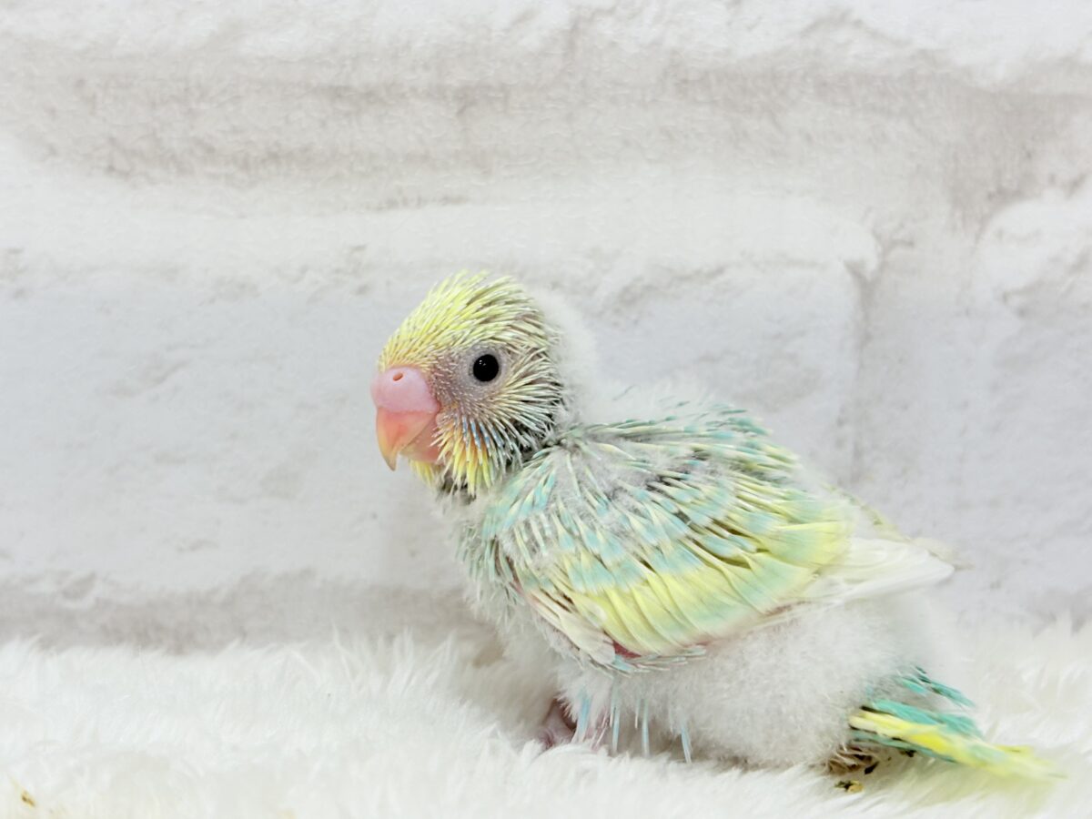 セキセイインコ