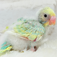 常夏🏖パステル🌴メロンクリーム🍨💚セキセイインコ(パステルカラーレインボー) ヒナ