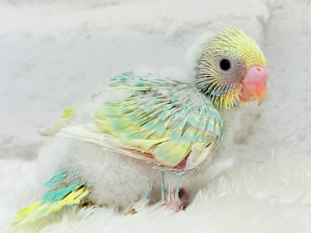 常夏🏖パステル🌴メロンクリーム🍨💚セキセイインコ(パステルカラーレインボー) ヒナ