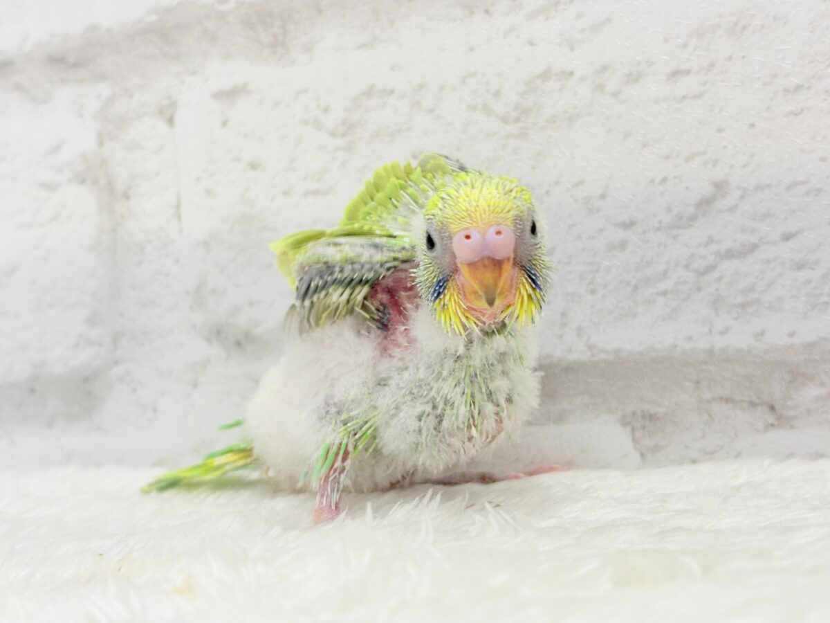 セキセイインコ