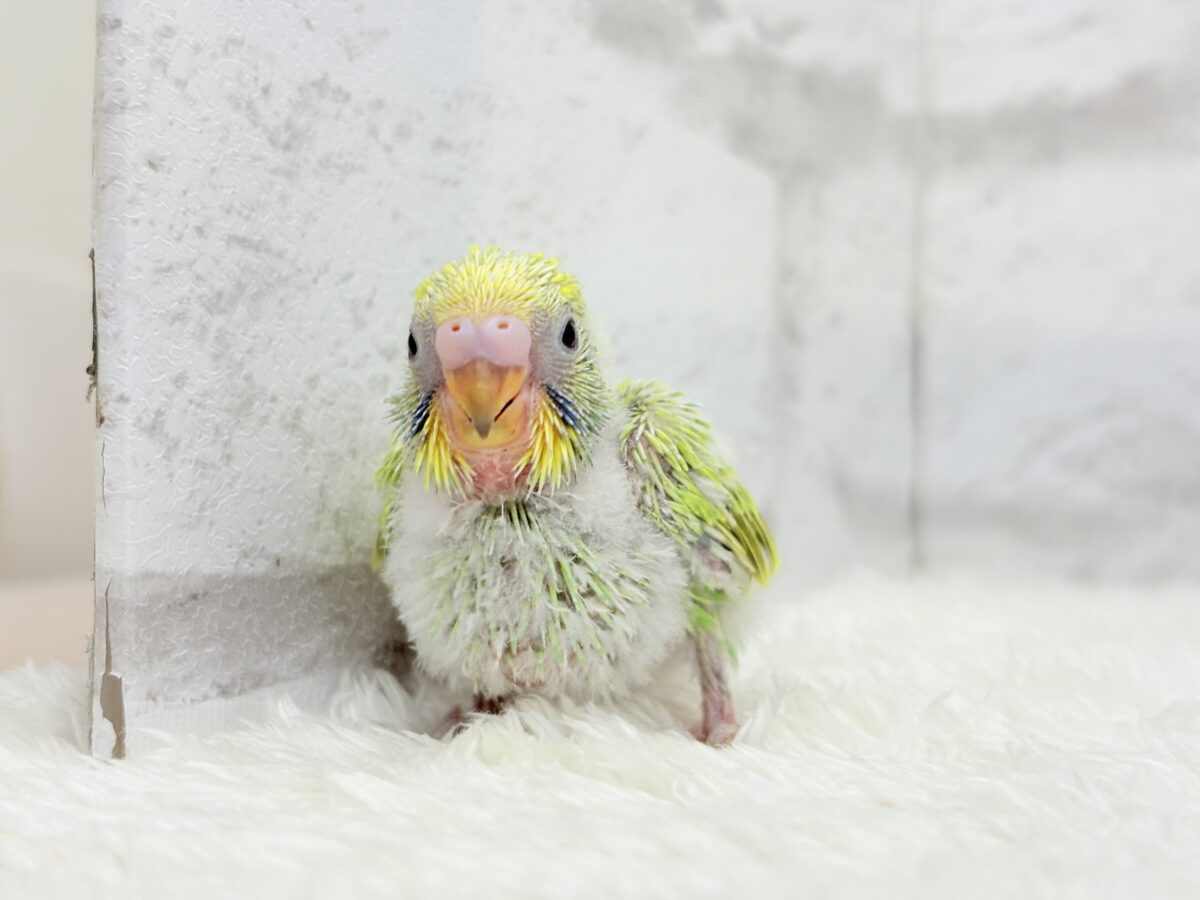 セキセイインコ