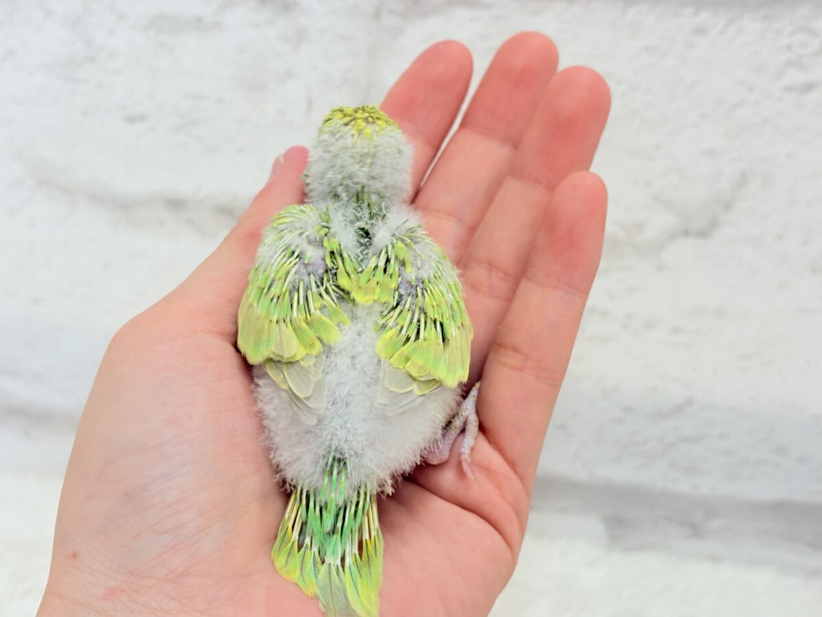 セキセイインコ