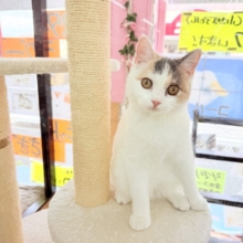 最新画像📸スコティッシュフォールド（ダイリュートキャリコ）女の子♪お気に入りはキャットタワーの1番上！