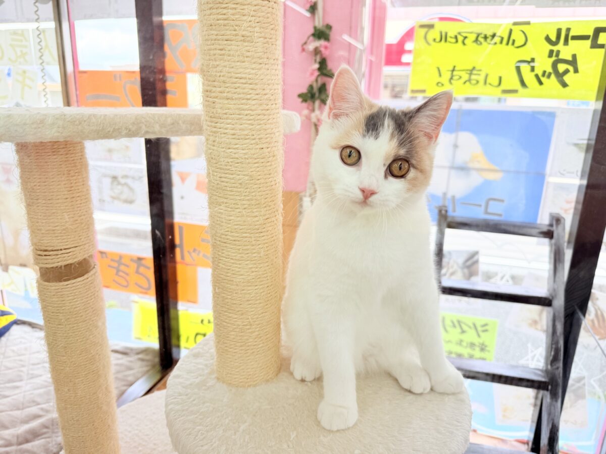 最新画像📸スコティッシュフォールド（ダイリュートキャリコ）女の子♪お気に入りはキャットタワーの1番上！