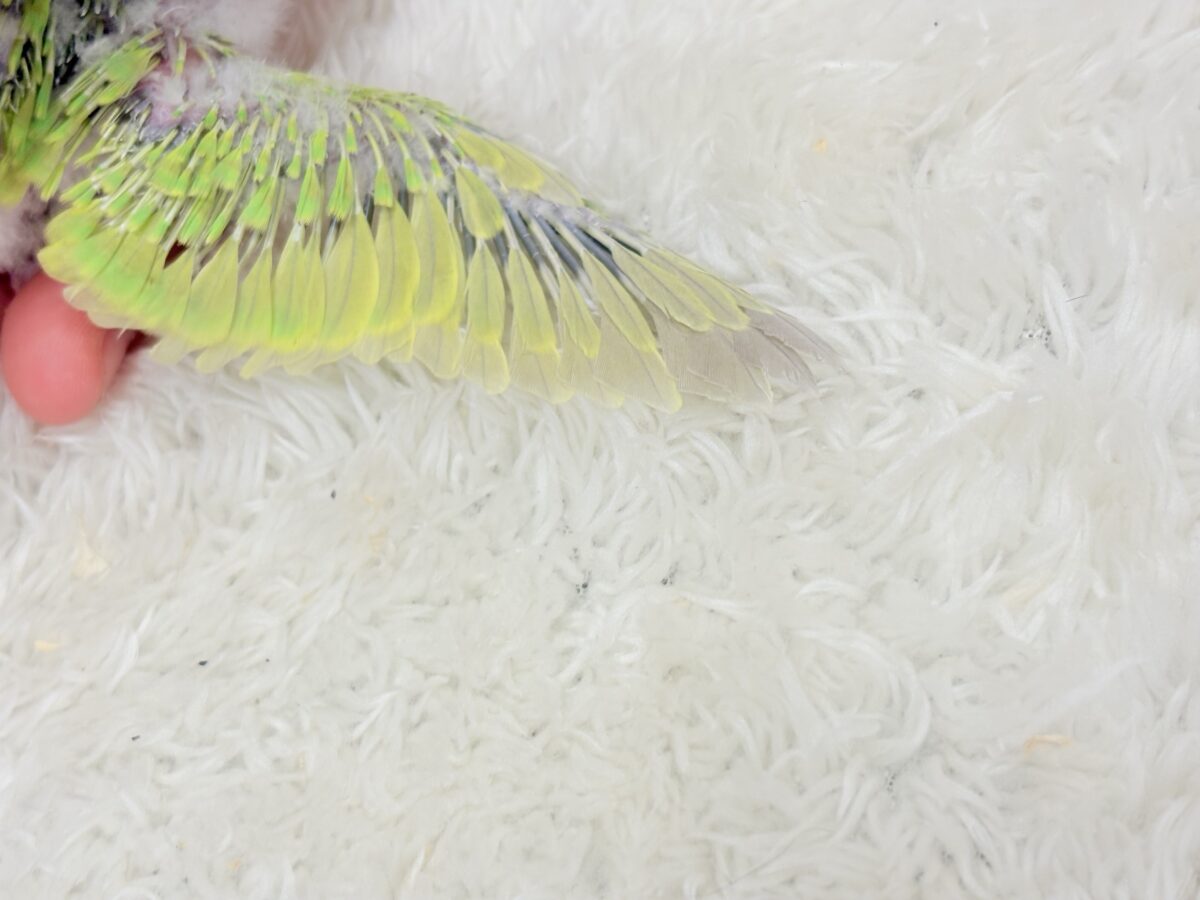セキセイインコ