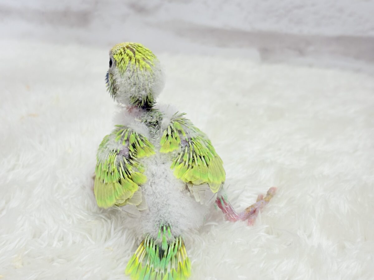セキセイインコ