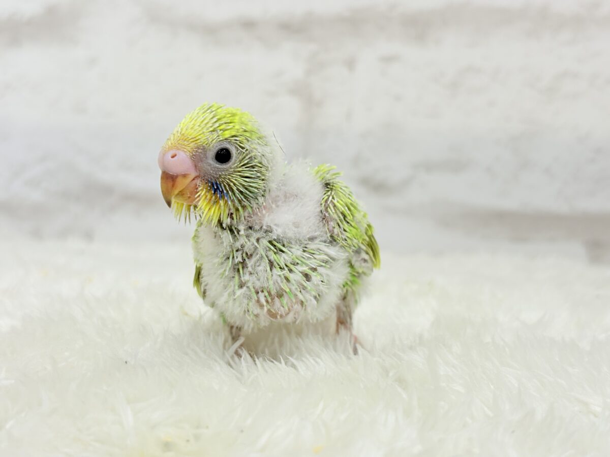 セキセイインコ