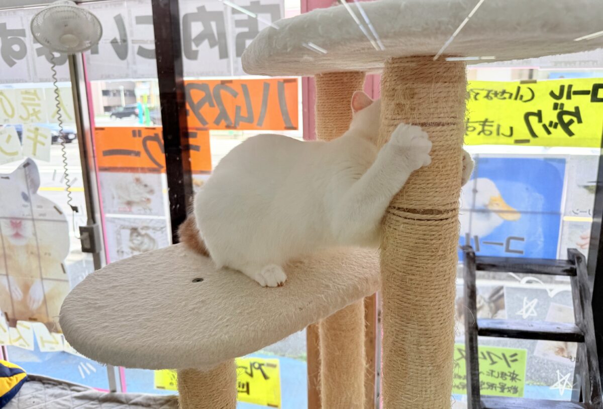 スコティッシュフォールド