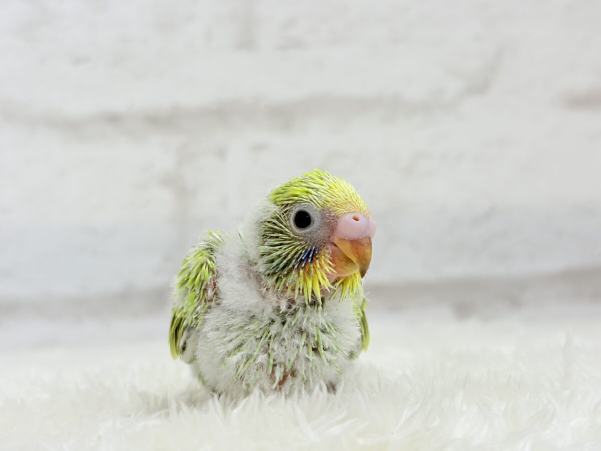セキセイインコ