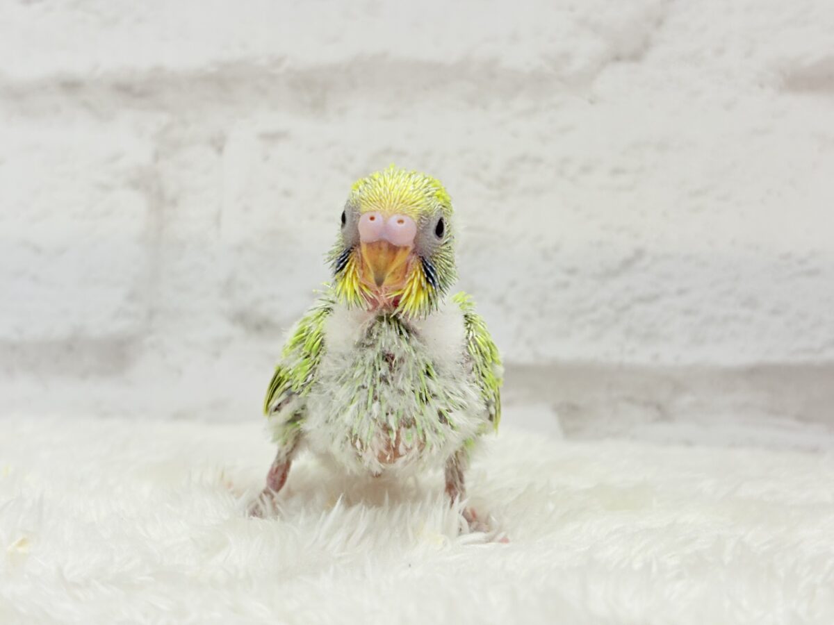 セキセイインコ