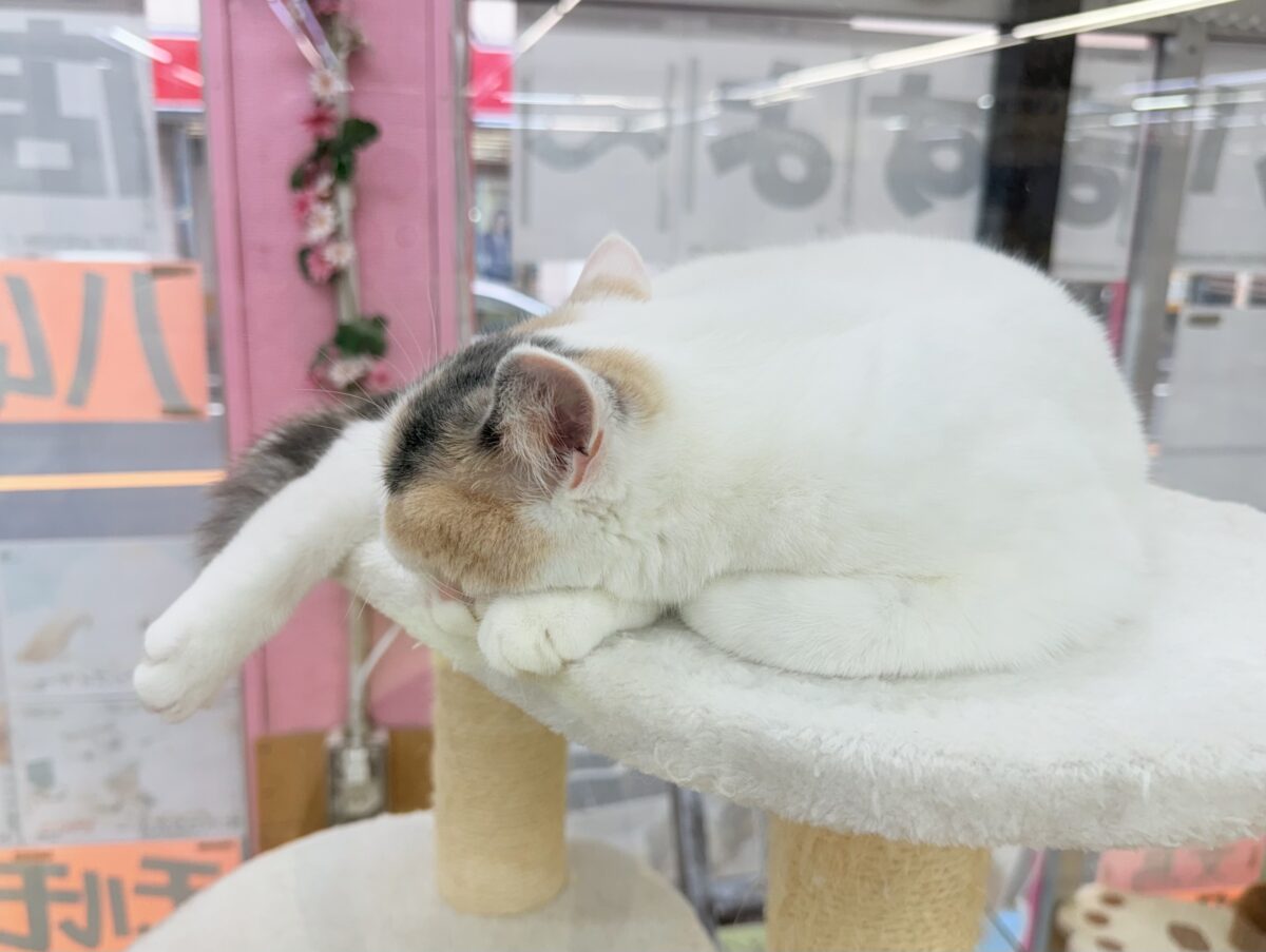 スコティッシュフォールド
