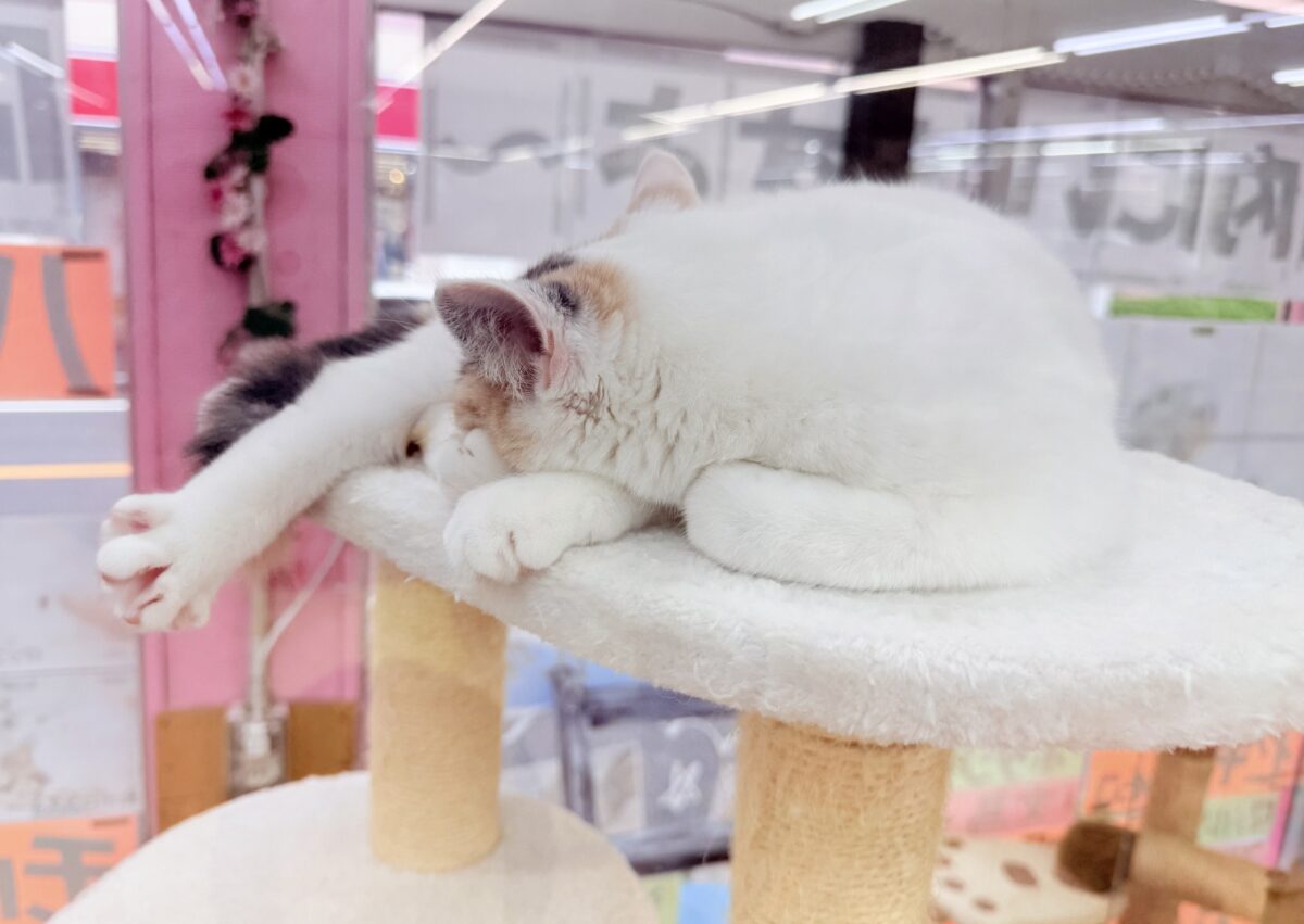 スコティッシュフォールド