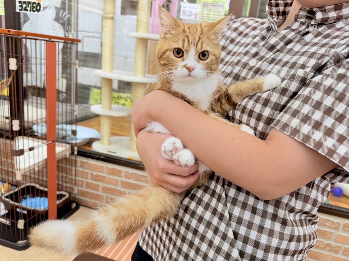 スコティッシュストレート