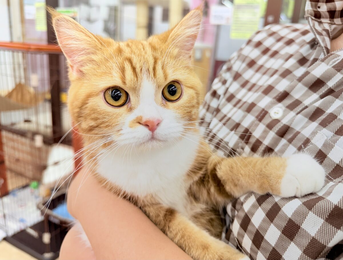 スコティッシュストレート