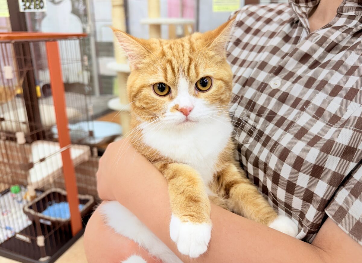 スコティッシュストレート