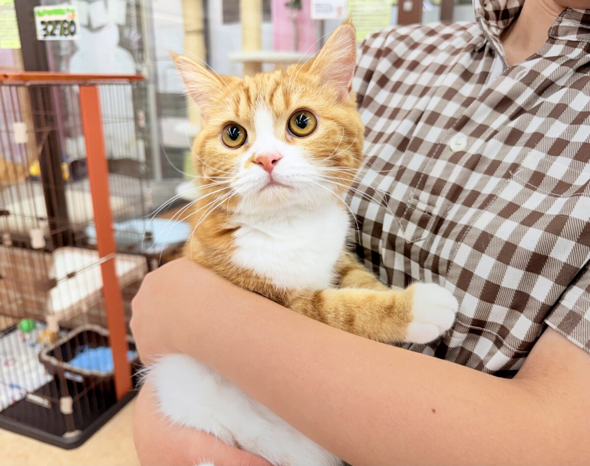 スコティッシュストレート