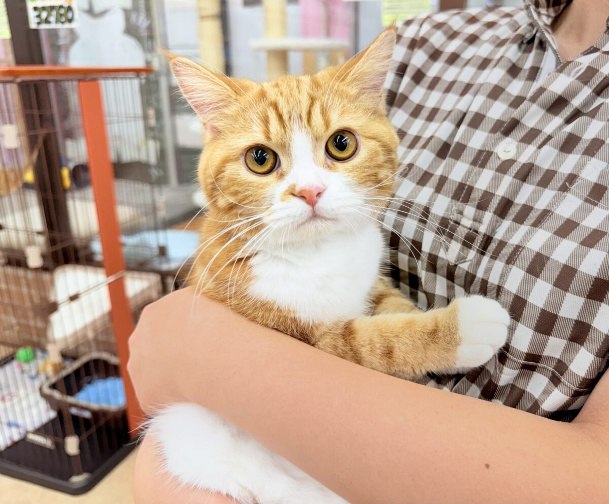 スコティッシュストレート
