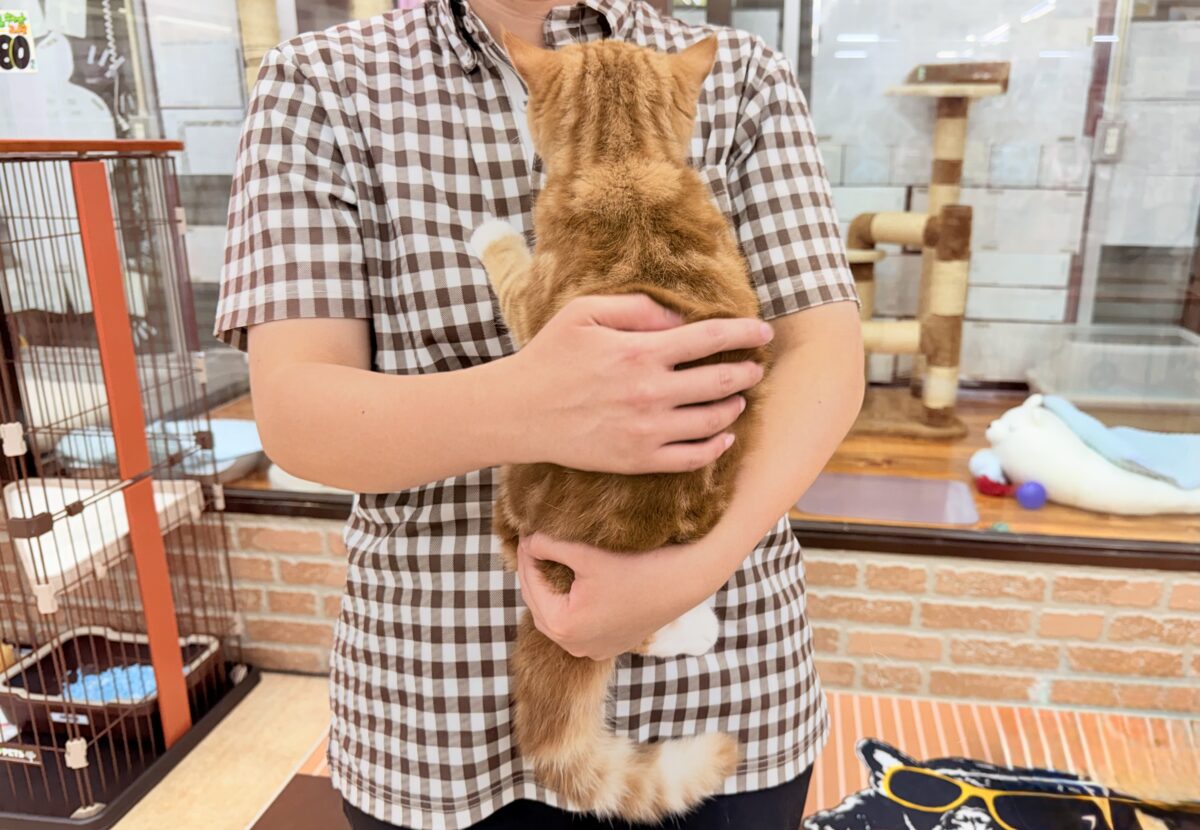 スコティッシュストレート