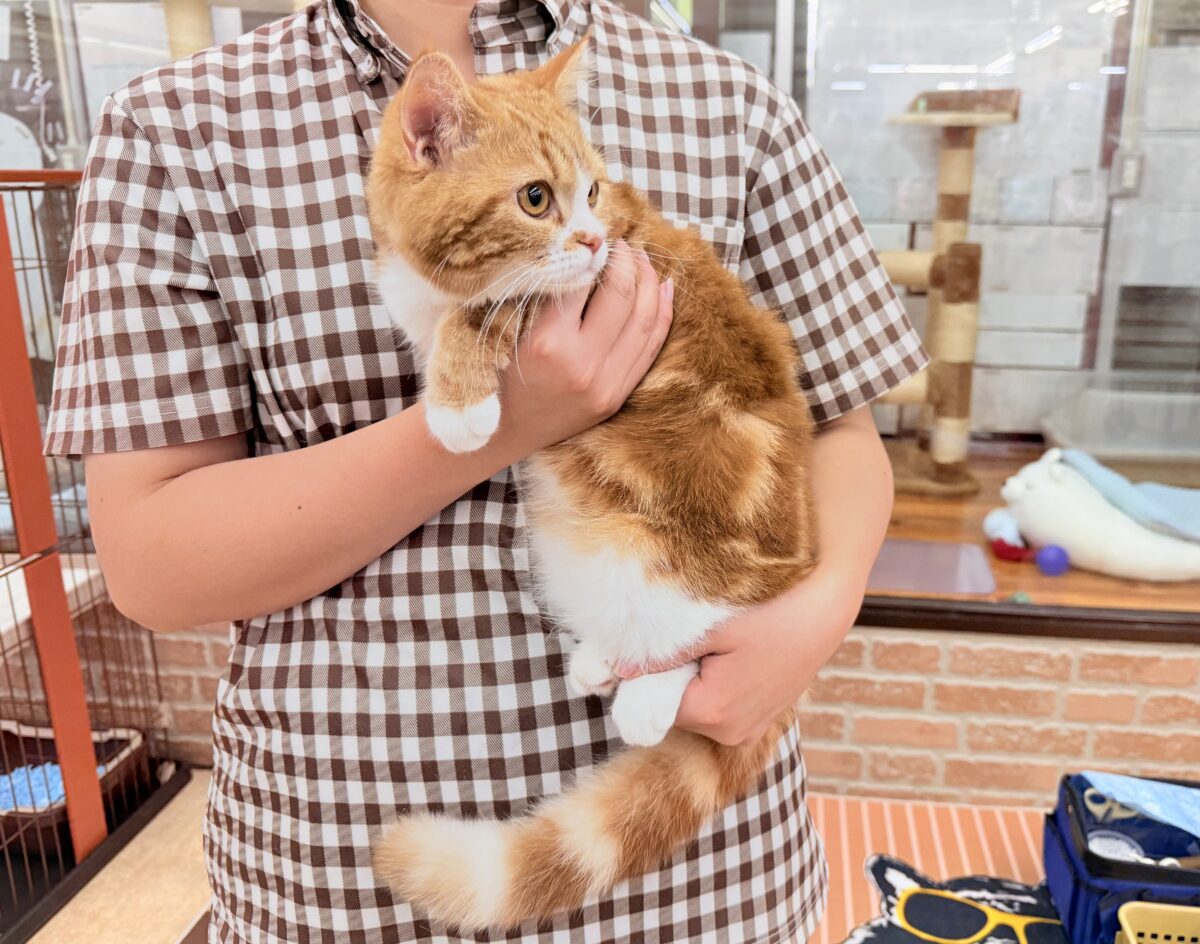 スコティッシュストレート