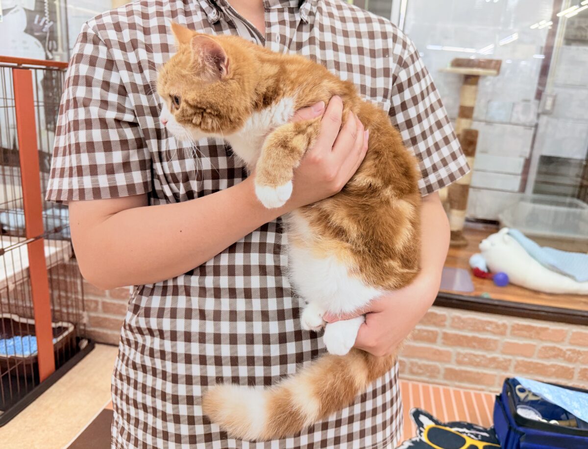 スコティッシュストレート