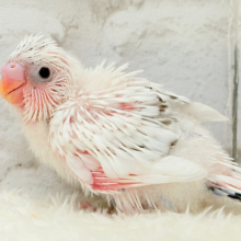 ぽっち少なめ‪☆あお多め‪☆セキセイインコ(白ハルクイン) ヒナ