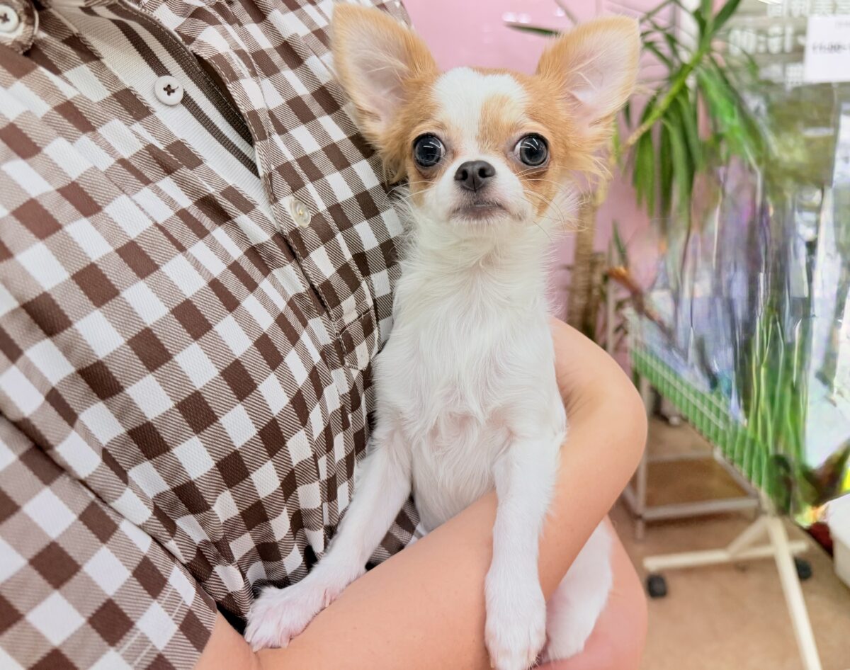 最新画像📸ロングコートチワワ（フォーン&ホワイト）女の子♪グレーのおめめがキラリ✨サークルデビューしています！