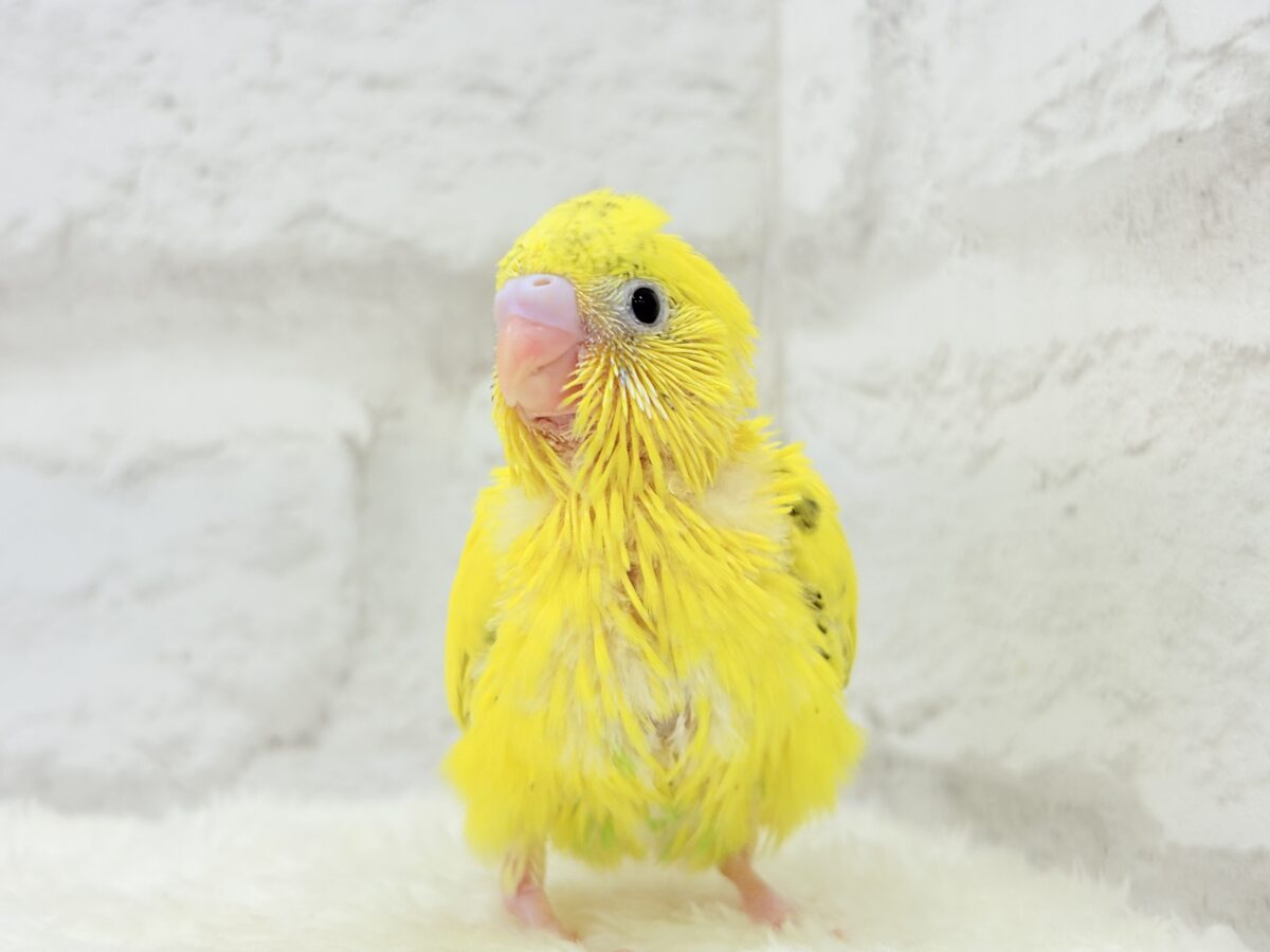 セキセイインコ
