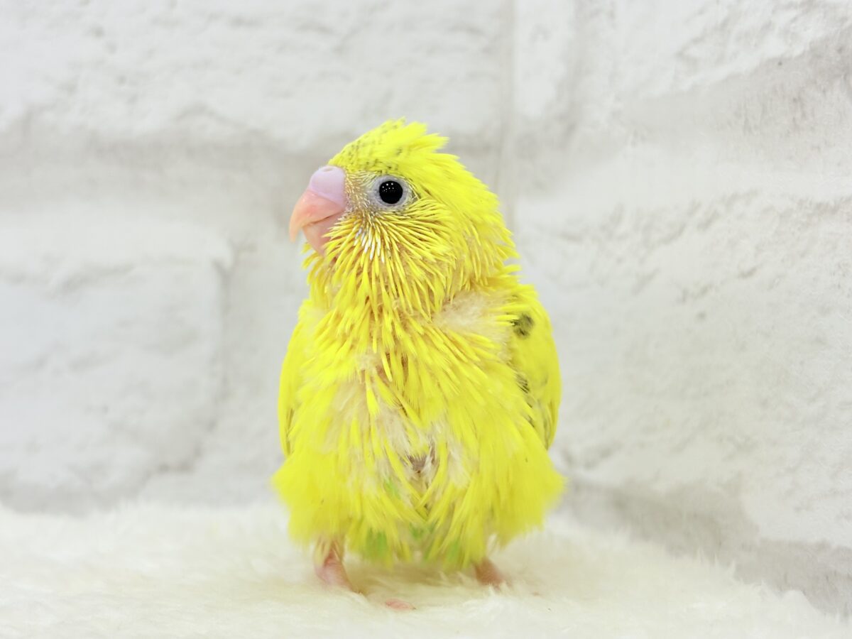 セキセイインコ