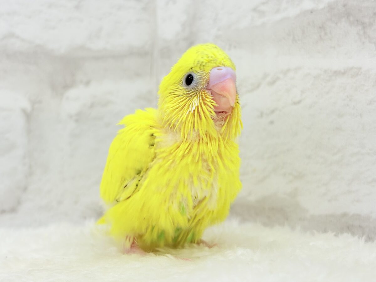 セキセイインコ