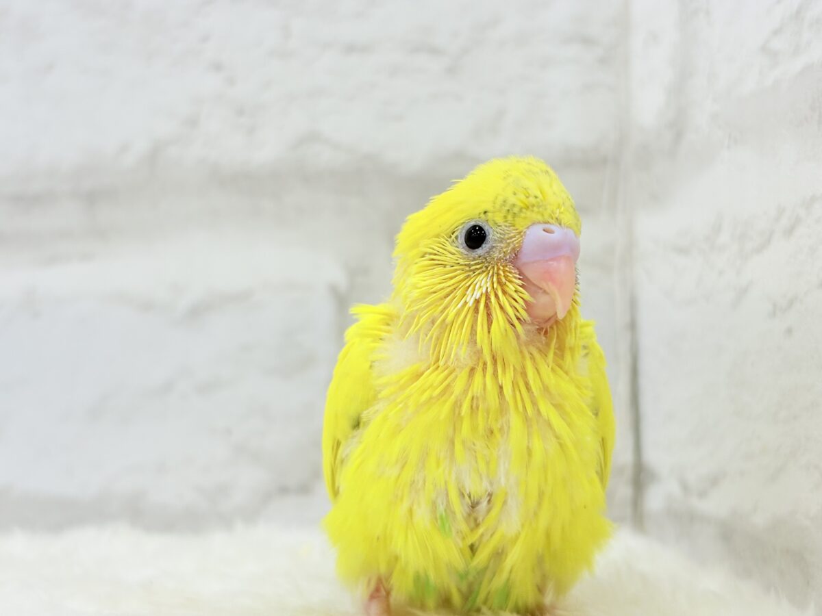 セキセイインコ