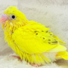 ベビーフェイスたまごちゃん🐣💛セキセイインコ(黄色ハルクイン) ヒナ
