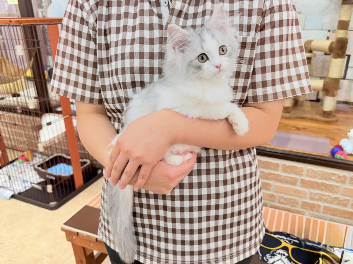 ラガマフィン
