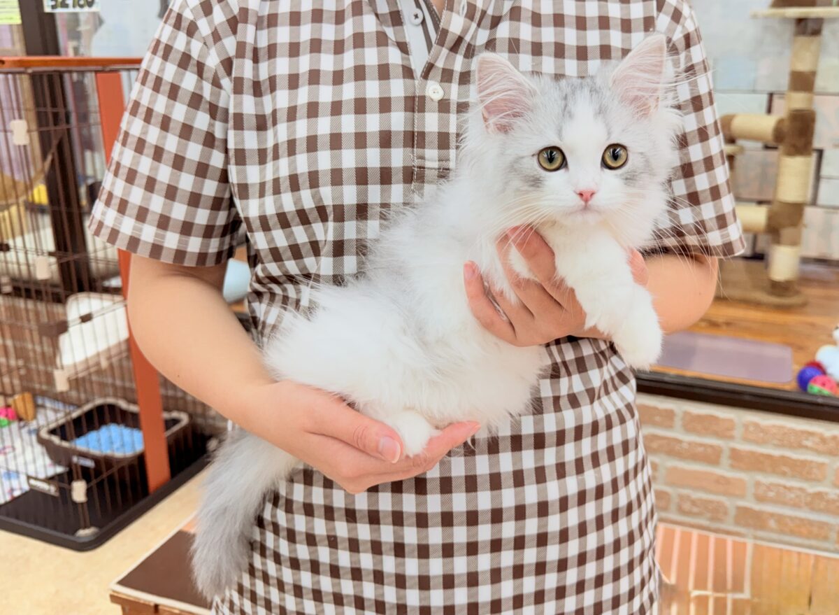 ラガマフィン