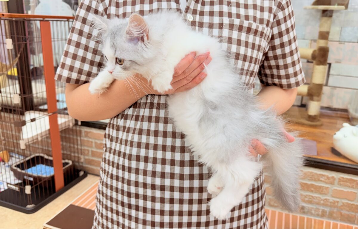 ラガマフィン