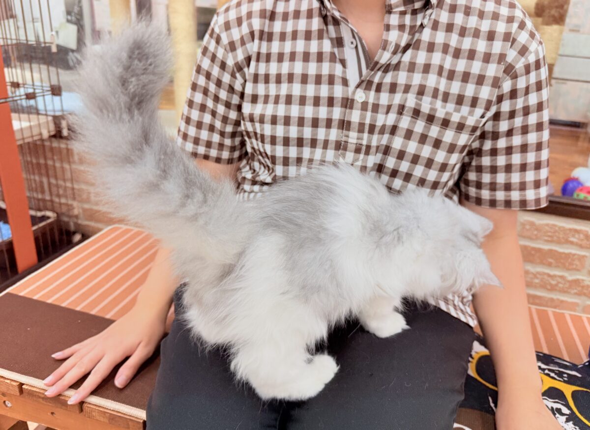 ラガマフィン