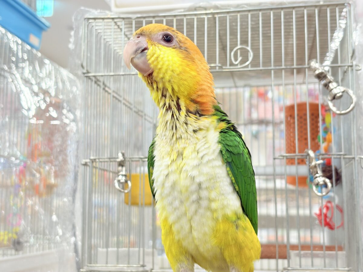 シロハラインコ