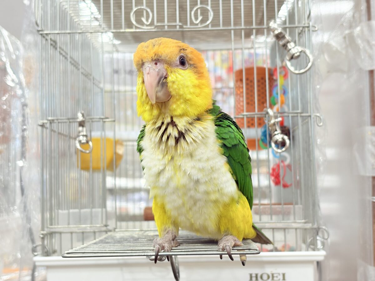 シロハラインコ
