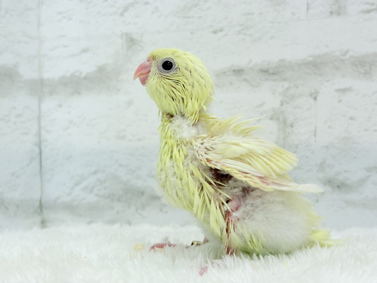 サザナミインコ