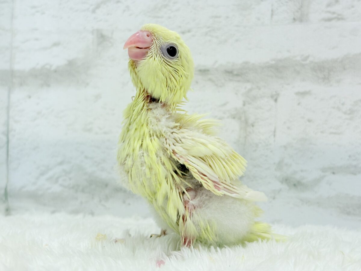 サザナミインコ