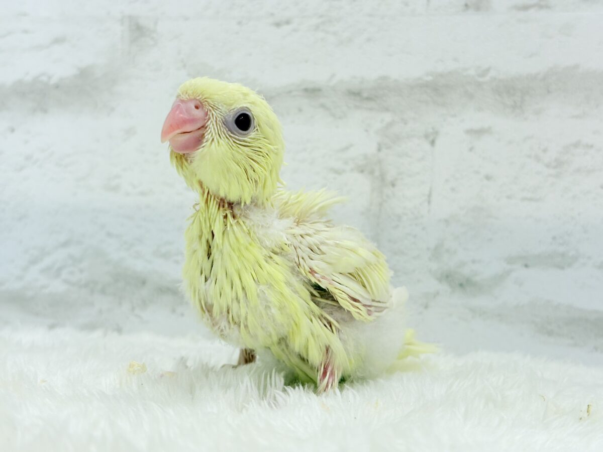 サザナミインコ