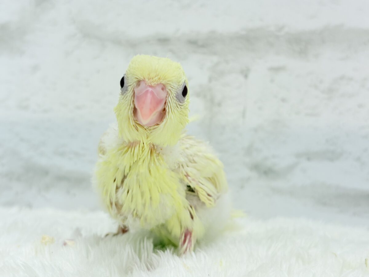 サザナミインコ