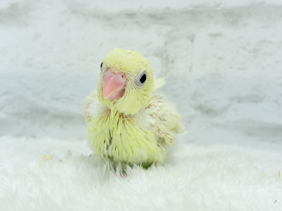サザナミインコ