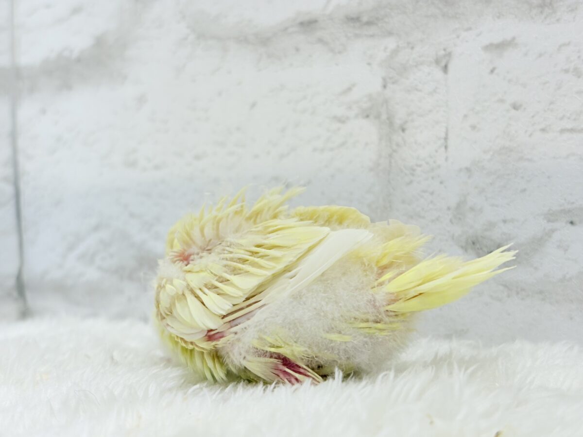 サザナミインコ