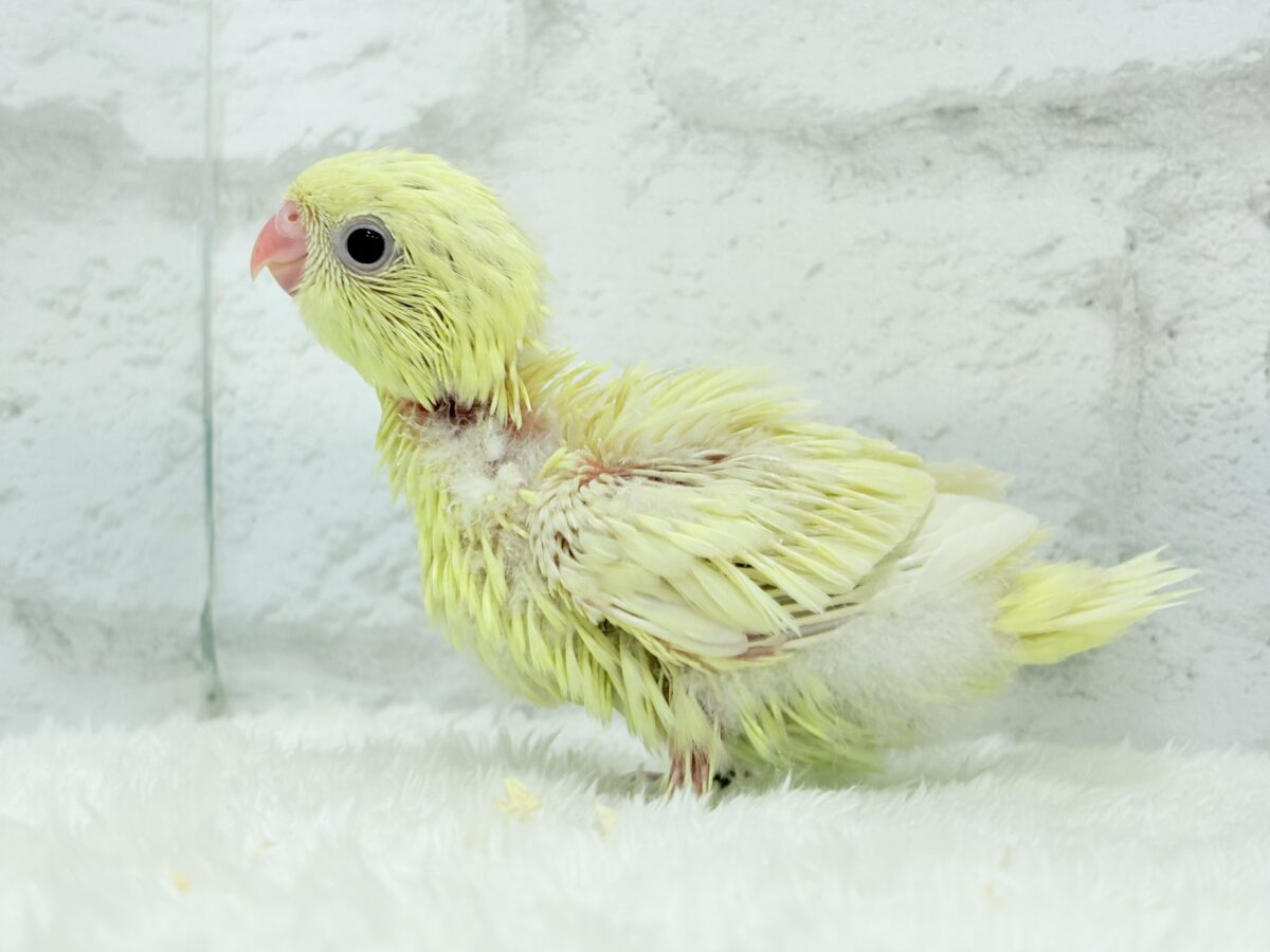 サザナミインコ