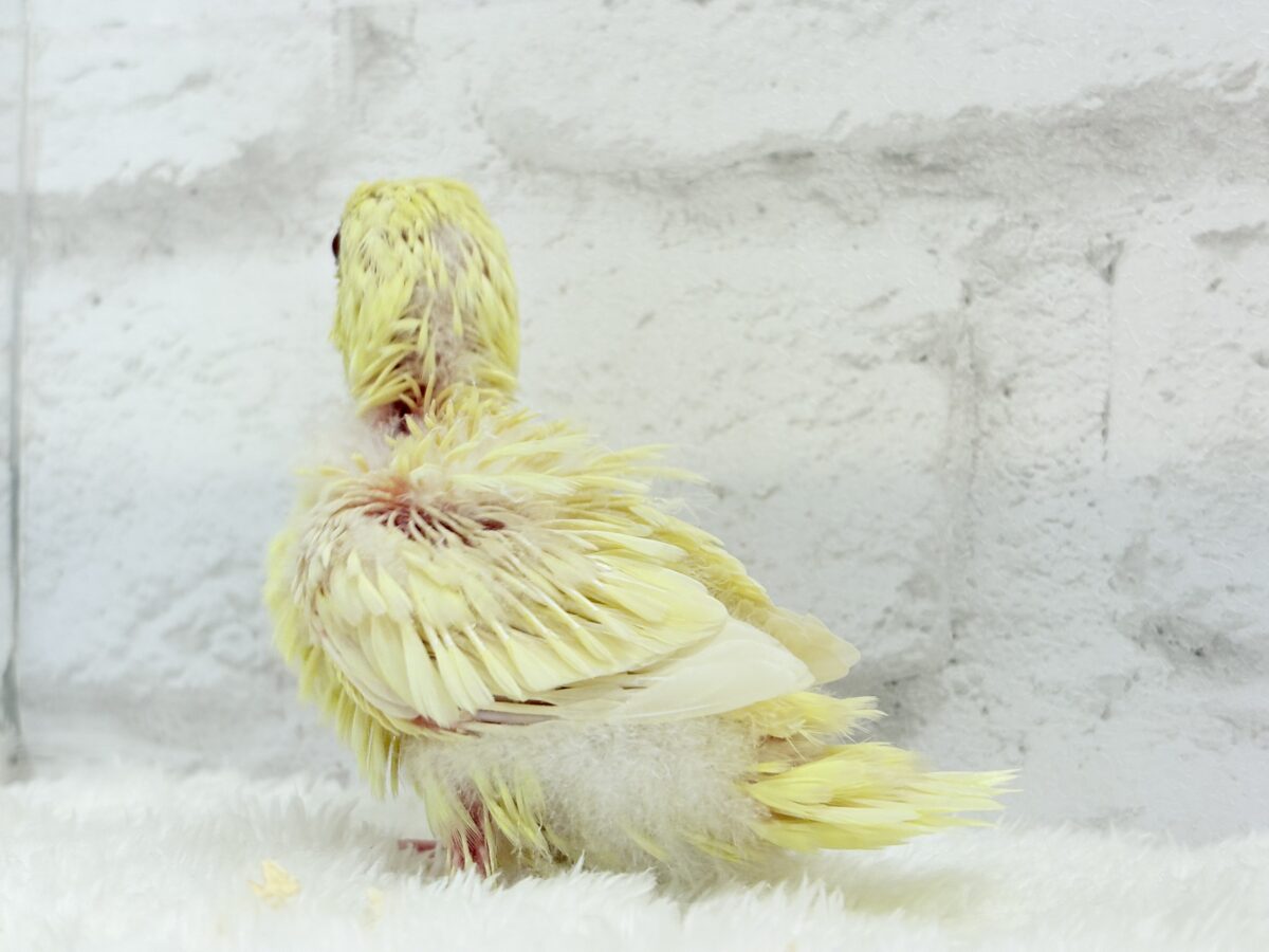 サザナミインコ