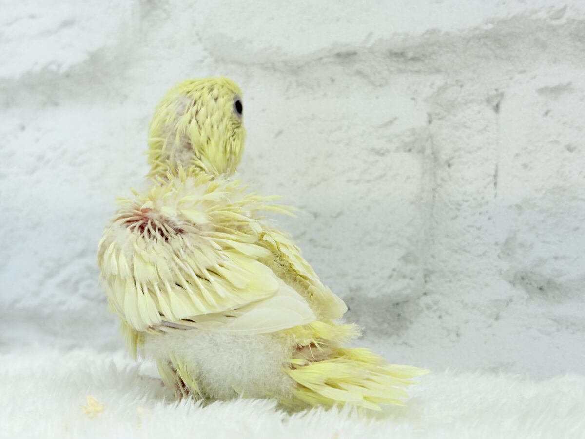サザナミインコ